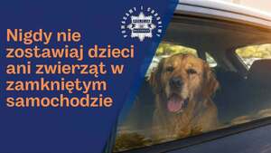 pies patrzący przez szybę w aucie